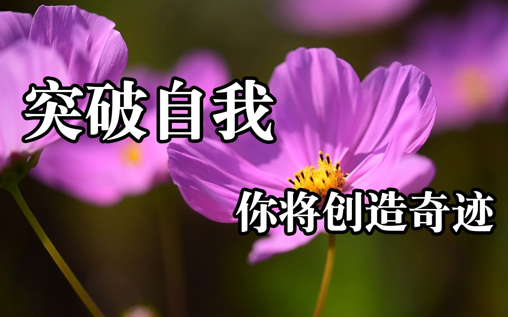 加拿大游泳选手突破自我，创造奇迹的简单介绍